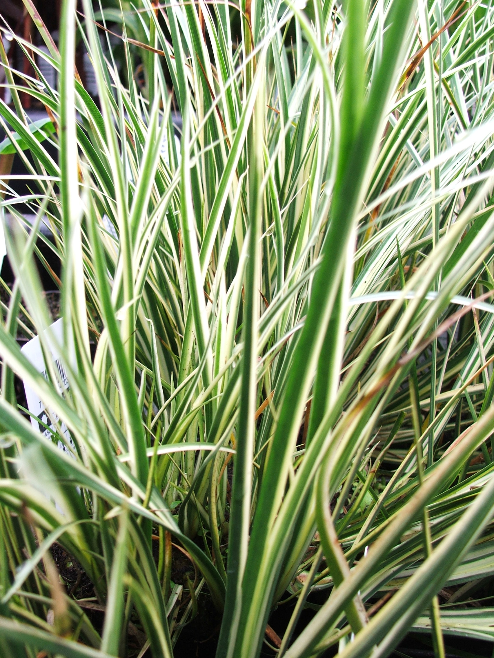 Sweetflag- Variegated Dwarf (Acorus graminues variegatus) 2" Pot