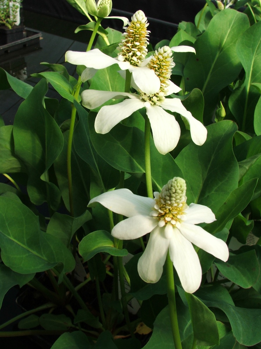 Yerba Mansa (Anemopsis californica) 2" Pot