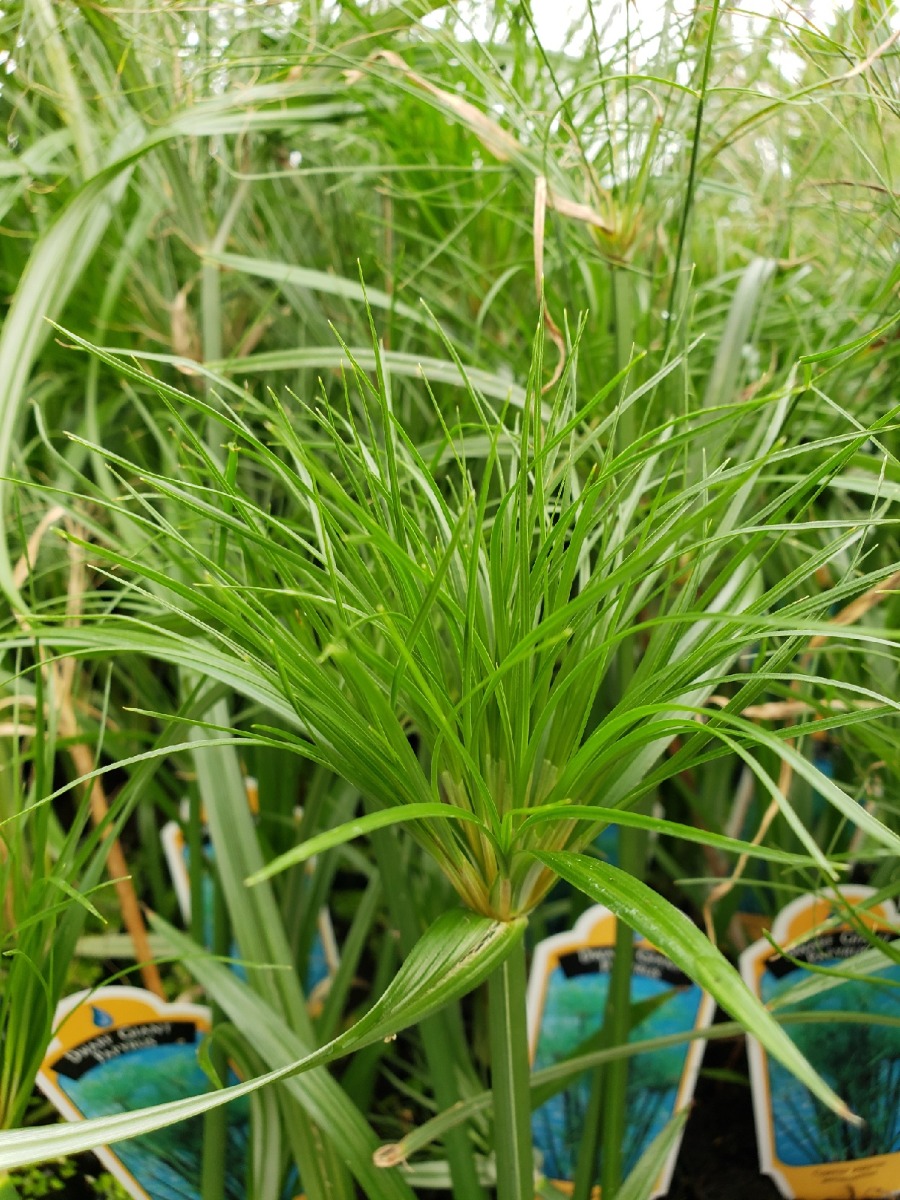 Papyrus- Dwarf Giant (Cyperus papyrus percamentus) 2" Pot