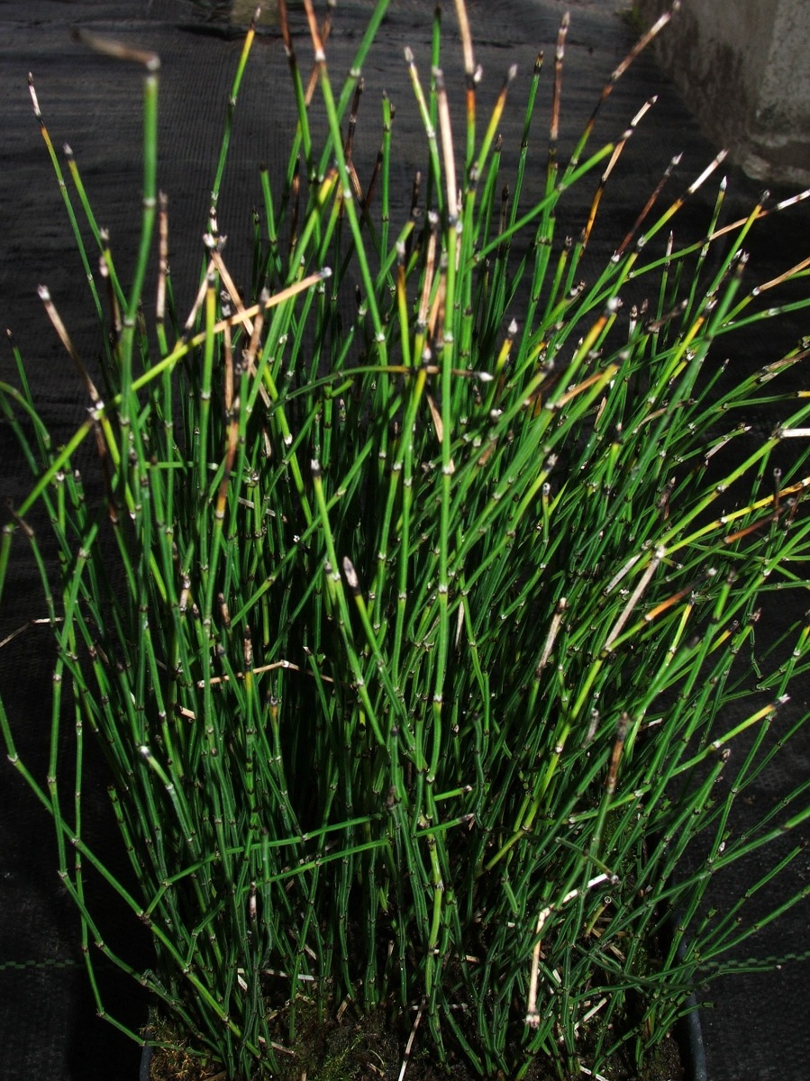 Rush- Dwarf Horsetail (Equisetum scirpoides) 2" Pot