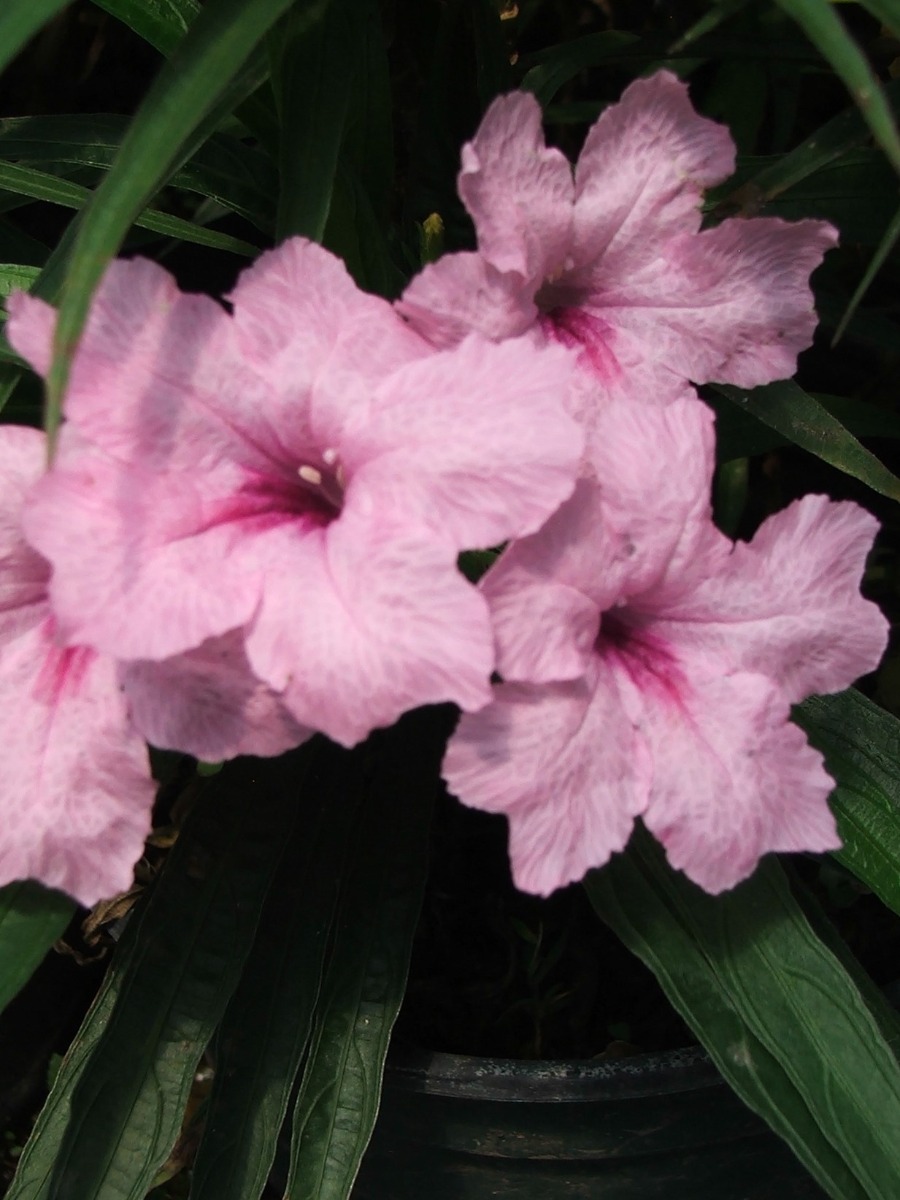 Bluebell- Dwarf Pink (Reullia brittoniana 'Dwarf Pink') 2" Pot