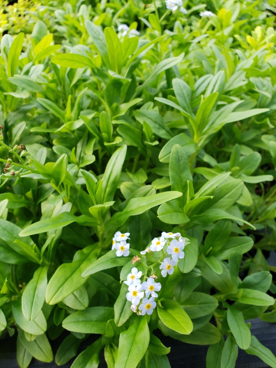 Forget Me Not Blue (Myosotis scorpioides palustris) 2" Pot