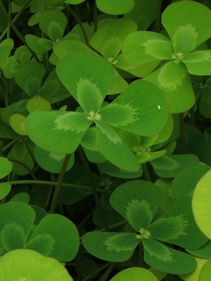 Clover- Variegated Four Leaf (Marsilea mutica)2" Pot