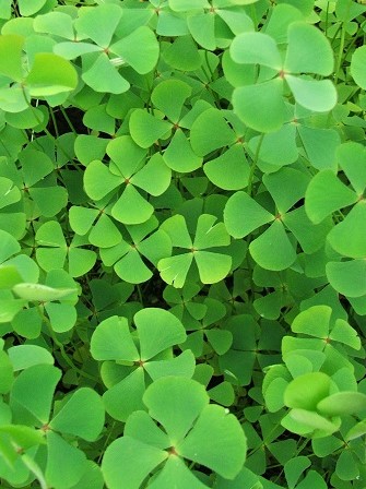 Clover- Four Leaf 'Upright' (Marsilea quadrifolia) 2" Pot
