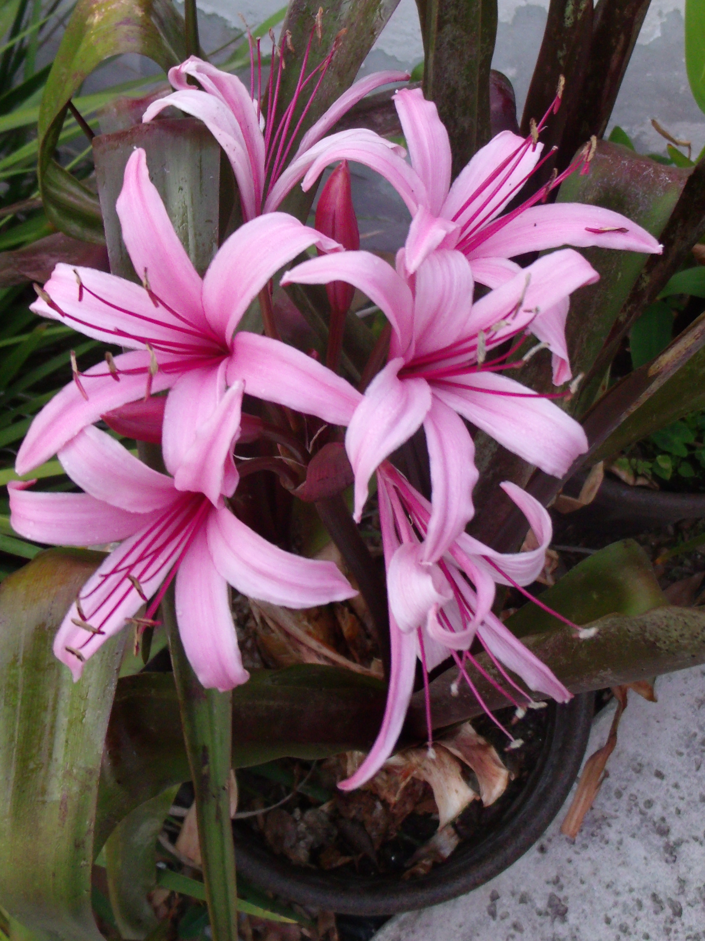 Bog Lily Red (Crinum 'menehune) 2" Pot