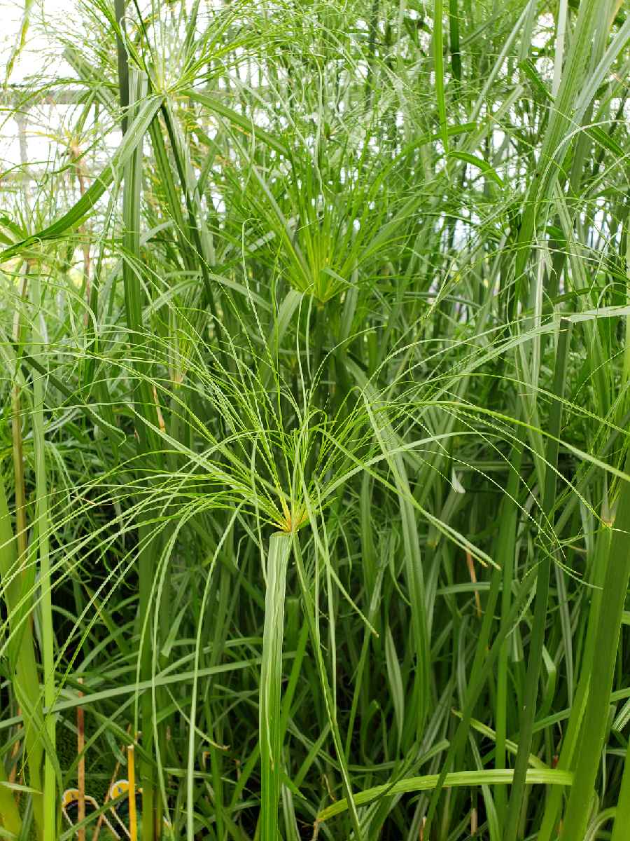 Papyrus- Giant Egyptian (Cyperus papyrus) 3.5" Pot