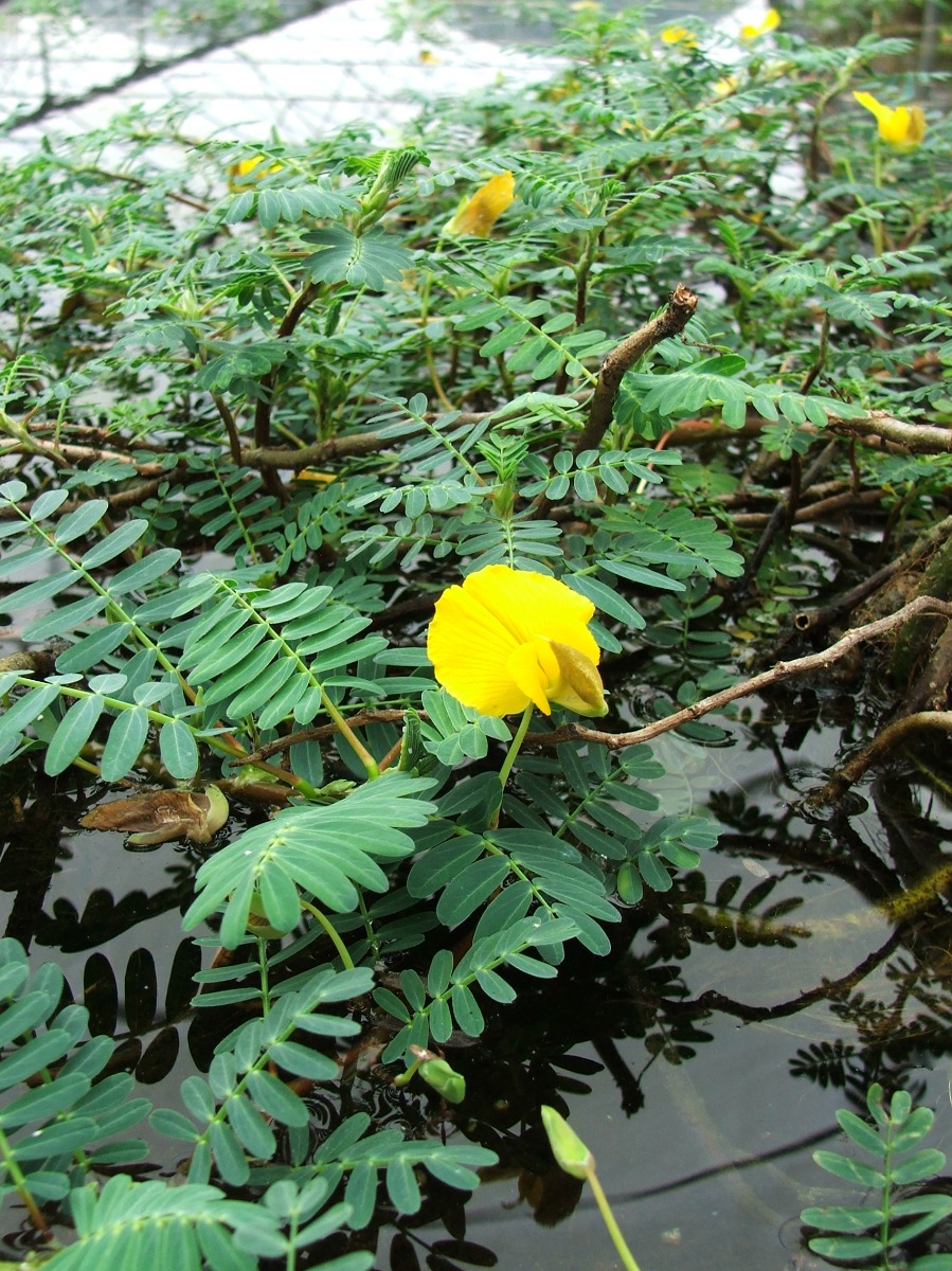 Sensitive Fern Giant "Water Pea" (Aeschynomene fluitans) 2" Pot
