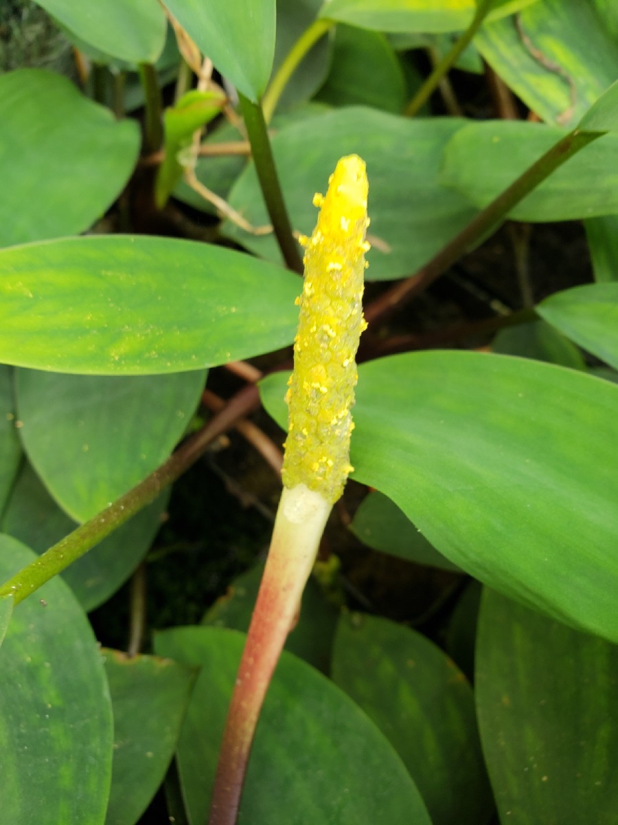 Golden Club (Orontium aquaticum) 2" Pot