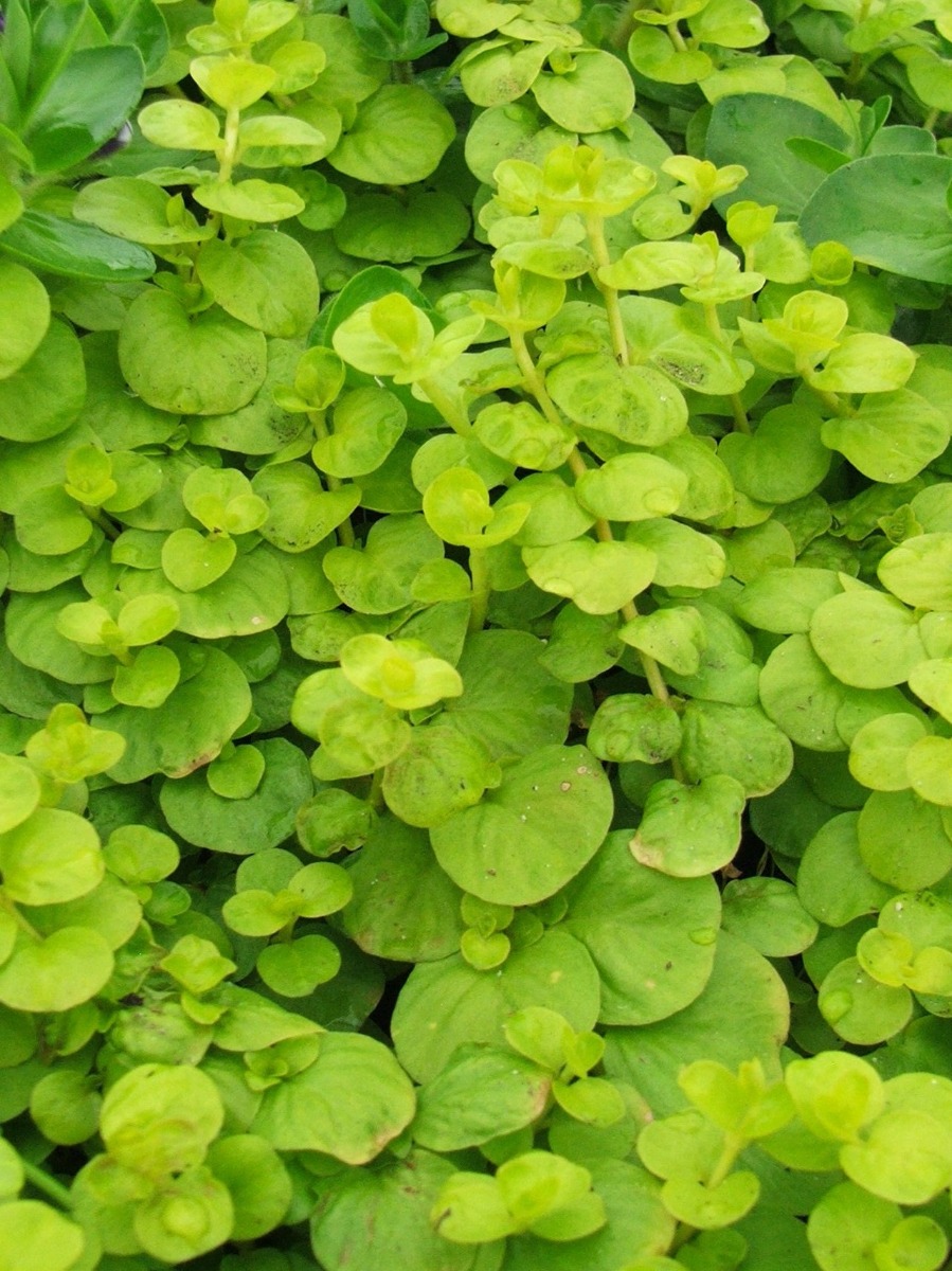 Creeping Jenny Golden (Lysimachia nummularia 'Aurea') 2" Pot