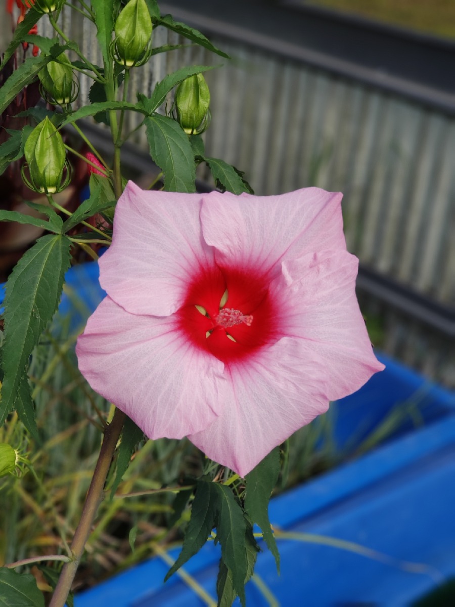 Hibiscus- Luna Pink, Dwarf  (Hibiscus moscheutos) 2" Pot