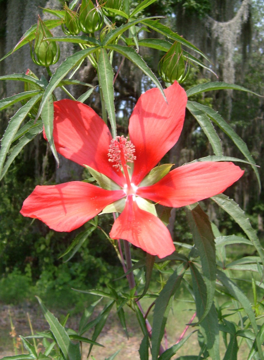 Hibiscus- Scarlet Rosemallow (Hibiscus coccineus) 2" Pot