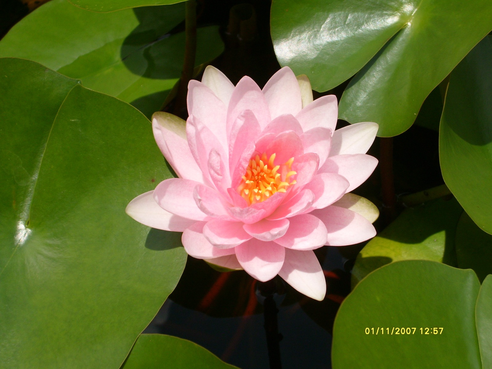 Hollandia (Darwin)
