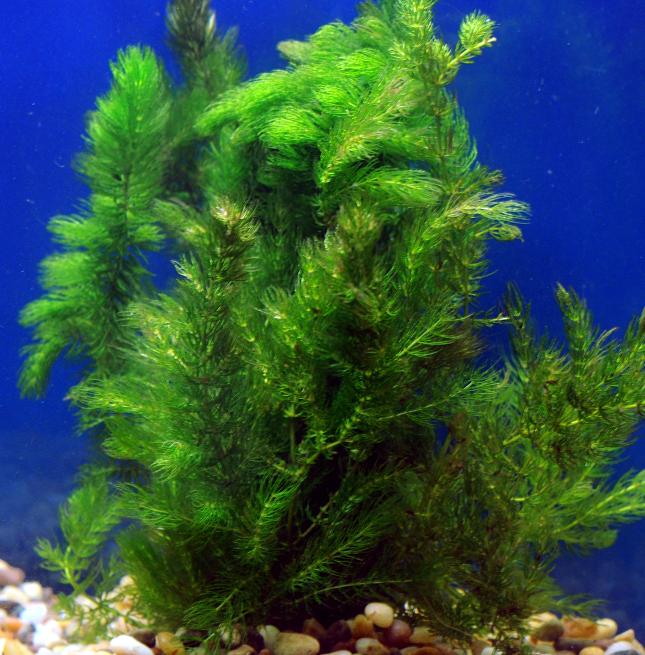 Hornwort Box Loose (Ceratophyllum demersum)