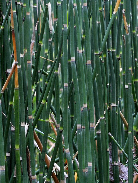 Rush- Horsetail (Equisetum hyemale) 3.5" Pot