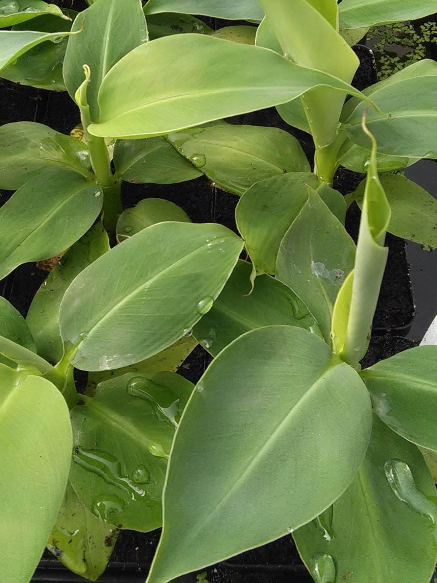 Banana - Truly Tiny (Musa "Truly Tiny") 3.5" Pot