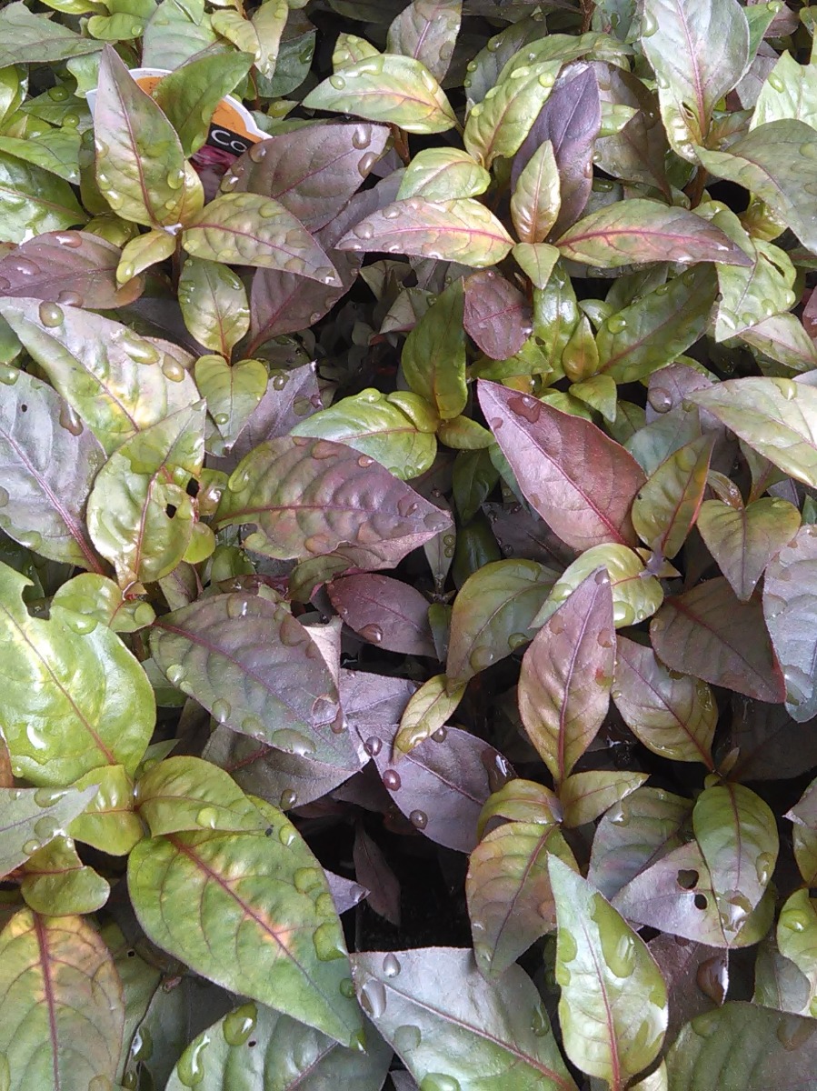 Joseph's Coat (Alternanthera ficoidea) 2" Pot