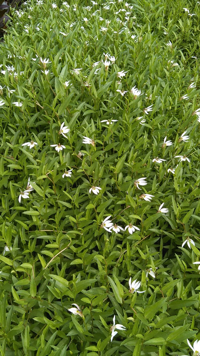 Lobelia- Chinese Creeping (Lobelia chinesis) 2" Pot