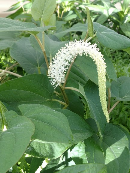 Lizard's Tail- Chinese (Saururus chinensis) 2" Pot