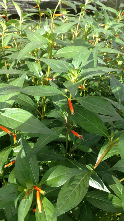 Firecracker Plant (Cuphea ignea) 2" Pot