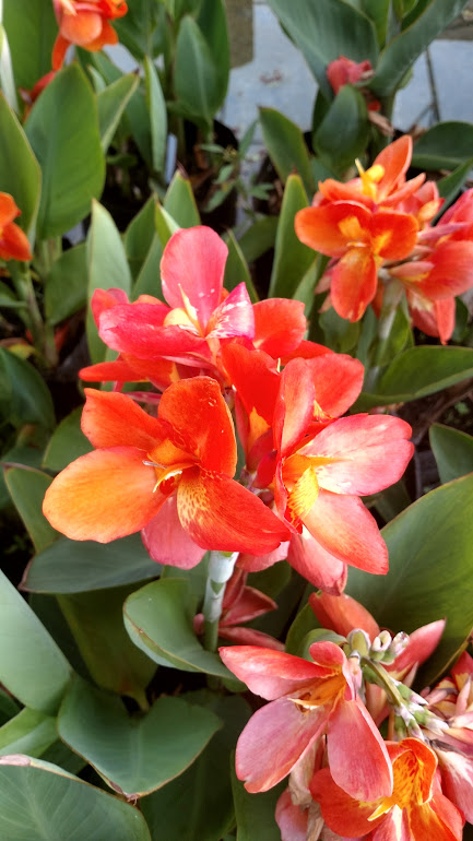 Canna- Chiquita Punch 2" Pot
