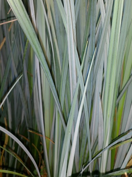 Sedge- Golden (Bowles Golden) 2" Pot