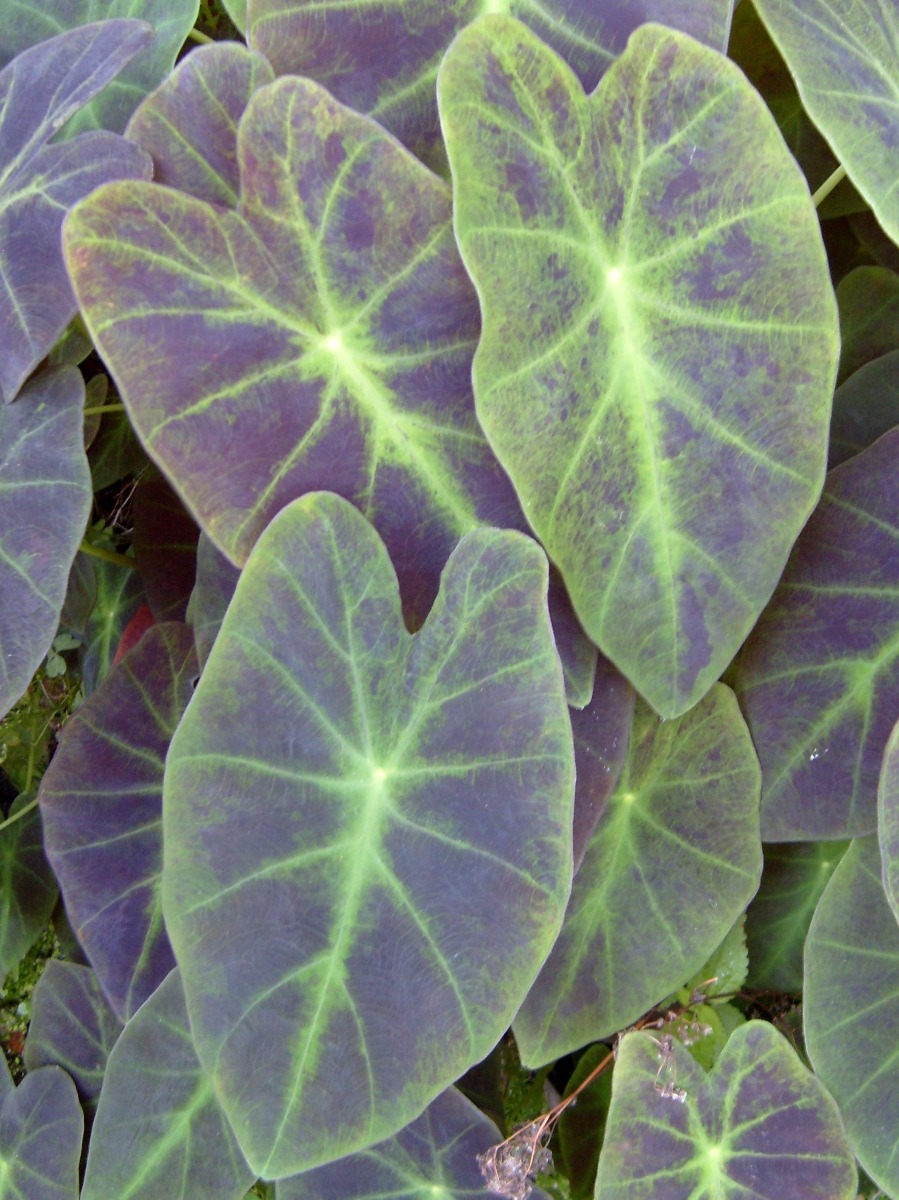 Taro- Imperial (Colocasia antiquorum "Illustris") 2" Pot
