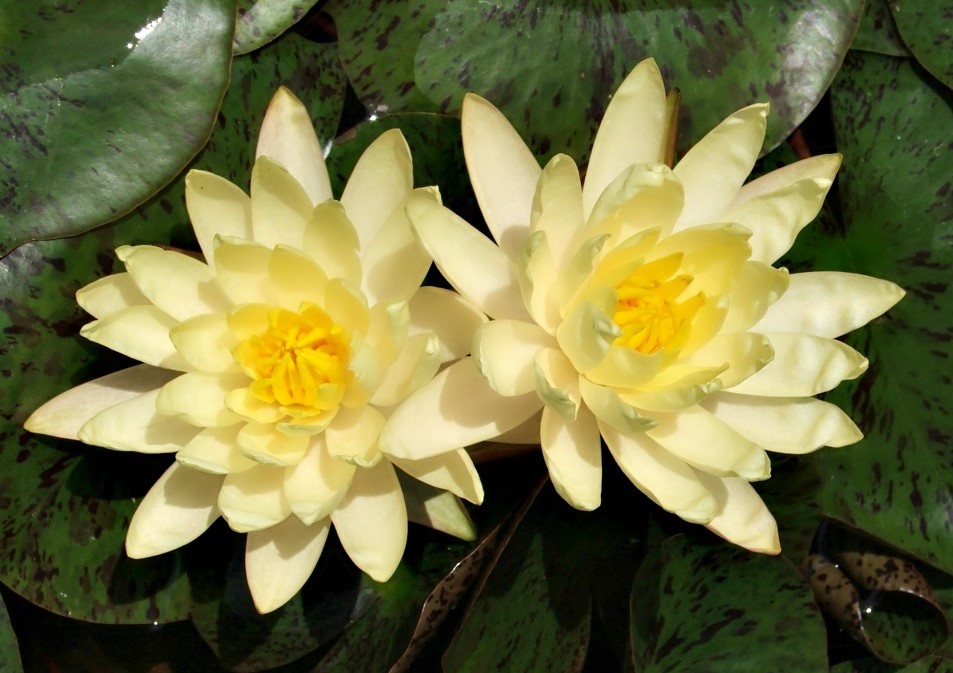 Inner Light