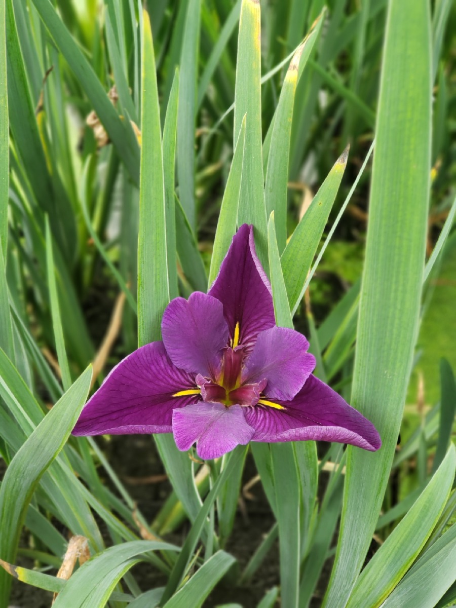 Iris- Black Gamecock "Velvet Red" (Iris Louisiana "Black Gamecock") 2" Pot