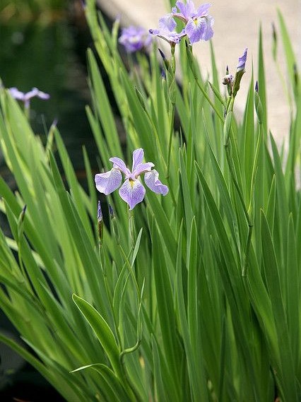 Iris- Blue Flag (Iris versicolor) 2" Pot