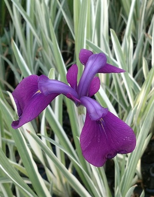 Iris- Japanese Variegated (Iris kaempferi variegata) 2" Pot