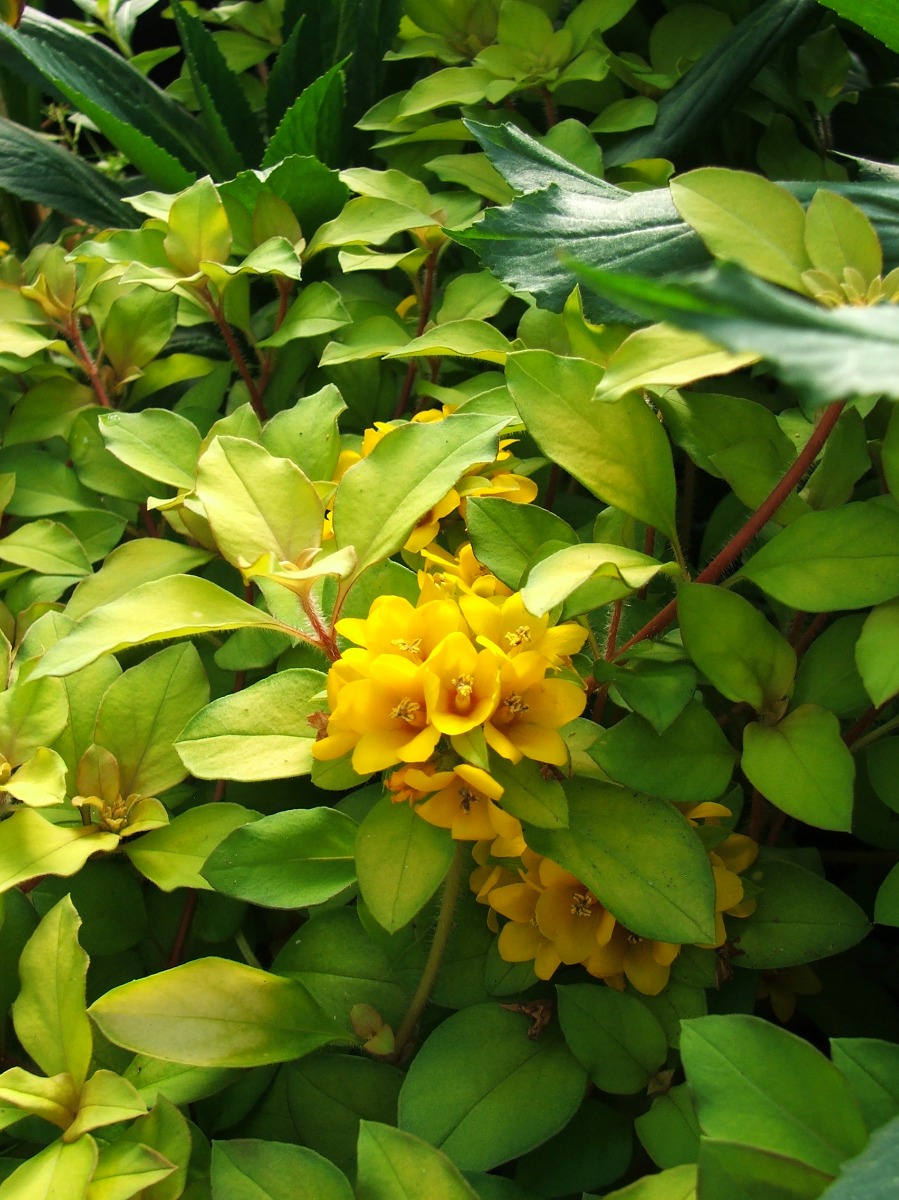 Loosestrife- Outback Sunset (Lysimachia congestiflora) 2" Pot