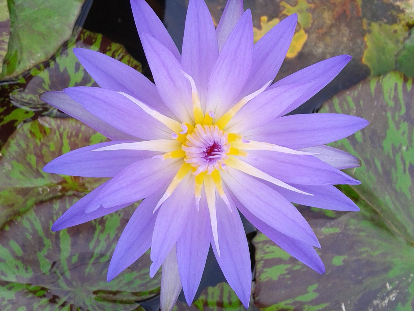 Star of Siam