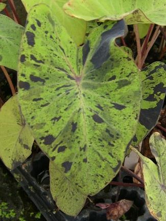 Taro- Mojito (Colocasia esculenta "Mojito") 2" POT