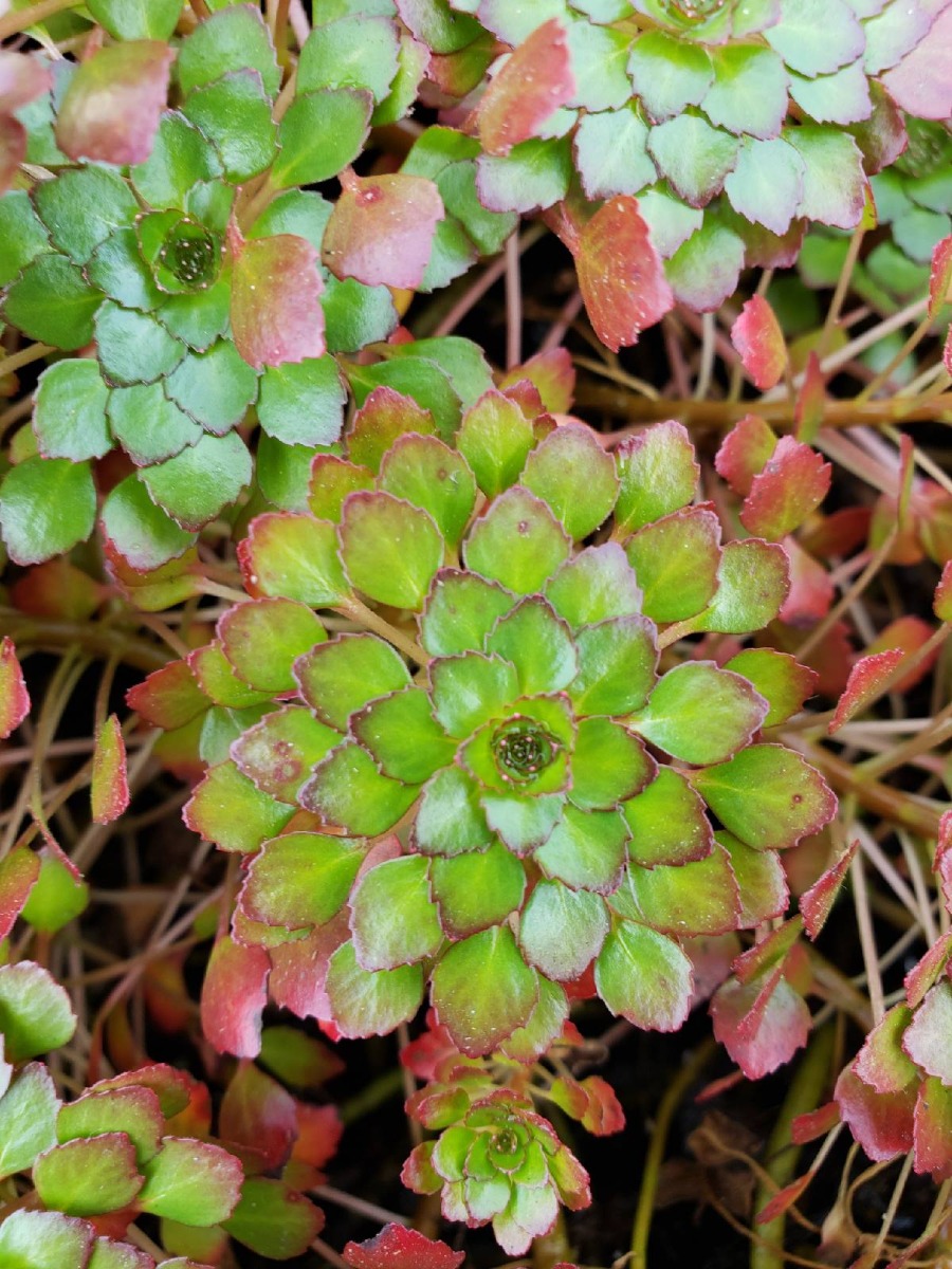 Mosaic Plant (Ludwigia sedioides) 2" Pot