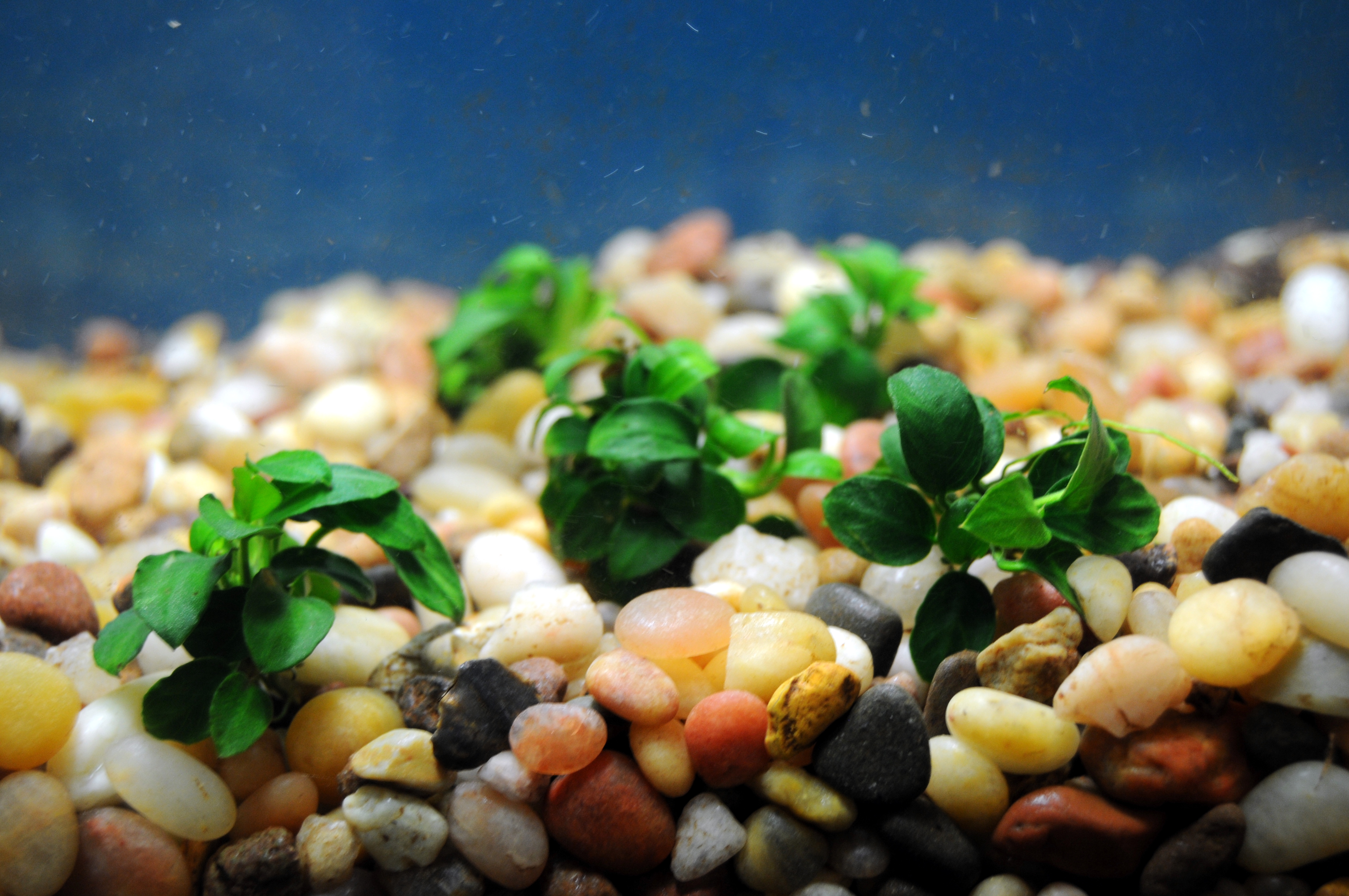 Anubias Nana Petite - Image 2