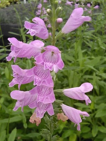 Obedient Plant (Physostegia virginiana) 2" Pot