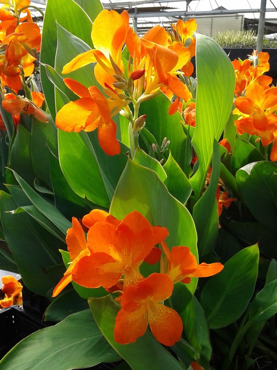 Canna- Orange Punch 3.5" Pot