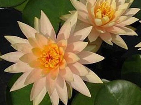 Unnamed Peach Hardy Lily