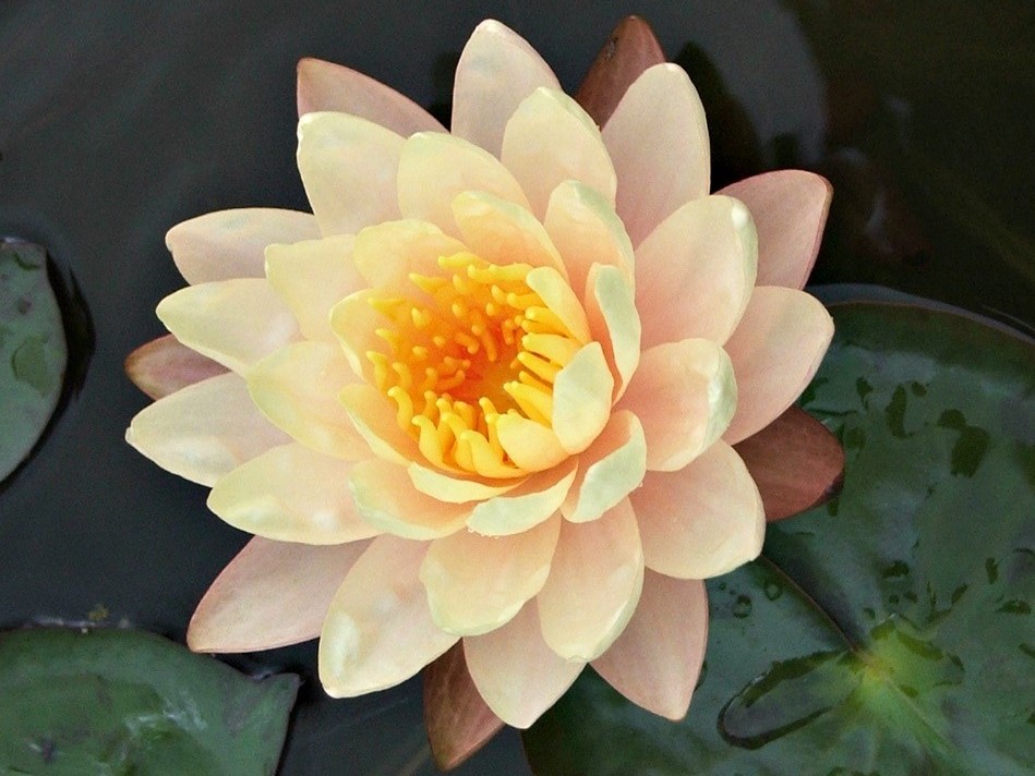 Peaches & Cream