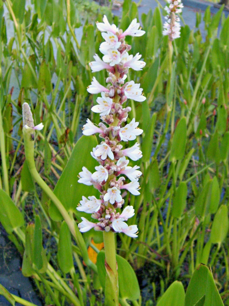 Pickerel- White (Pontederia cordata alba) 2" Pot