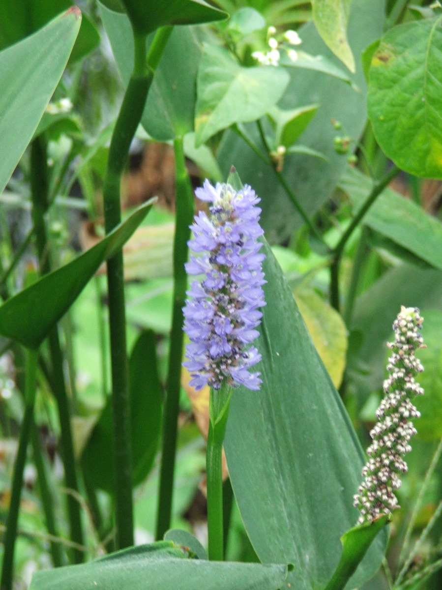 Pickerel- Royal Blue (Pontederia dilatata Royal Blue) 2" Pot