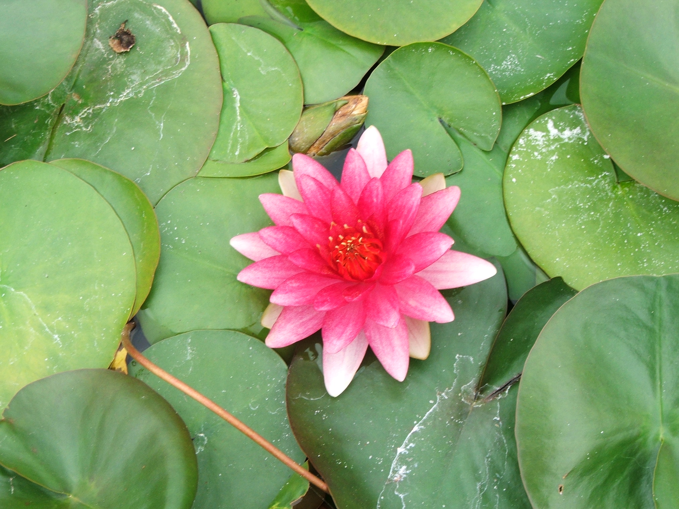 Unnamed Pink Hardy Lily