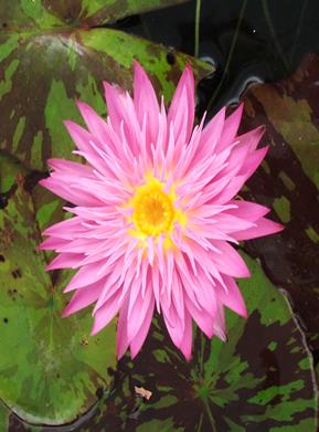 Unnamed Pink Tropical Lily