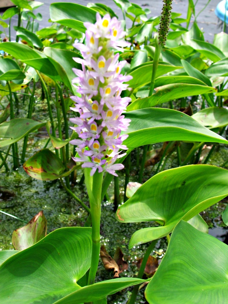 Pickerel- Pink (Pontederia cordata "Singapore Pink") 2" Pot