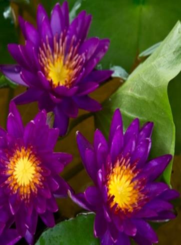 Purple Fantasy