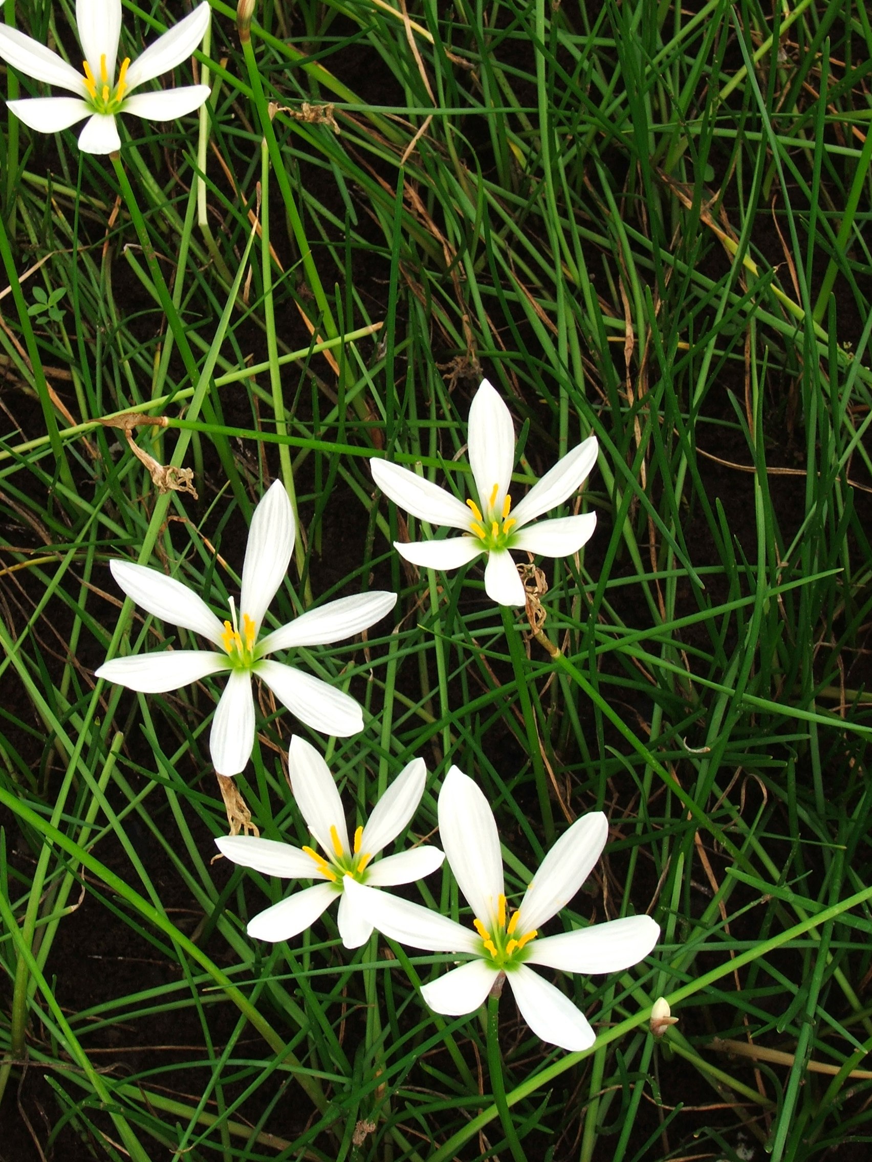 Rain Lily- White (Zephyranthes sp.) 2" Pot