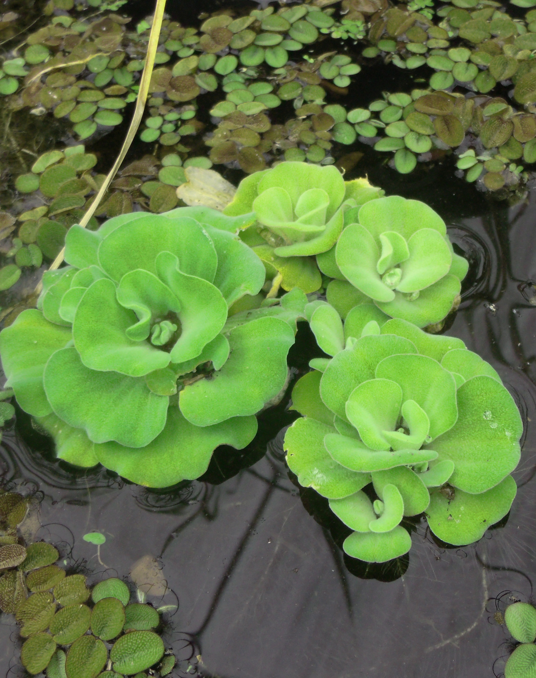 Water Lettuce Rosette Dwarf (Pistia sp)