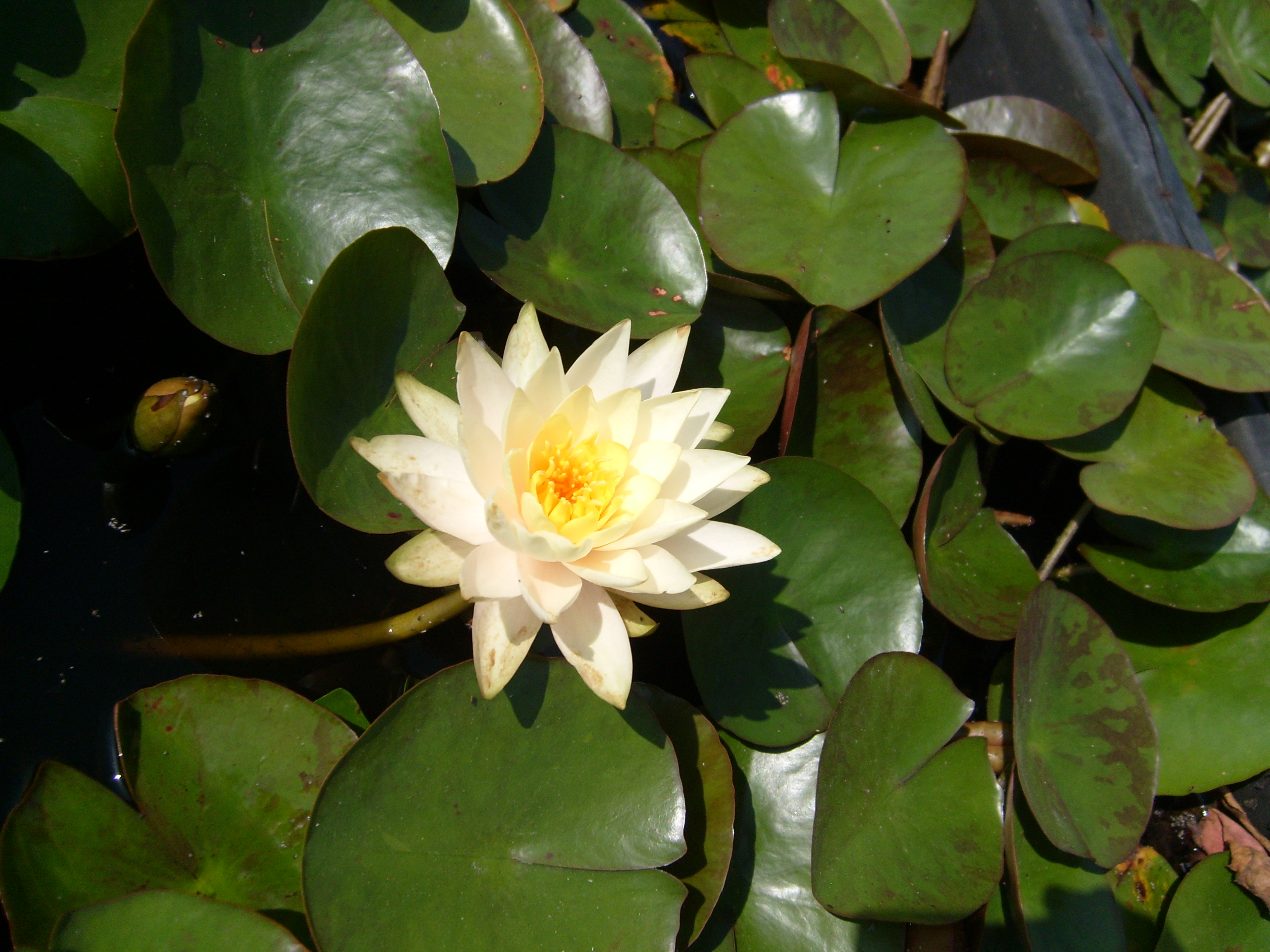 Chromatella (Marliacea)