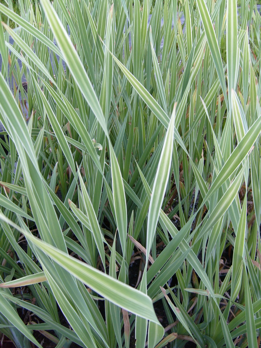 Cattail- Variegated (Typha latifolia Vareigata) 2" Pot