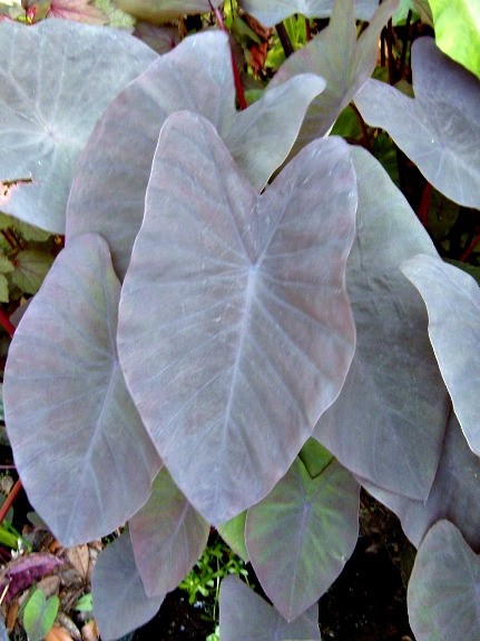 Taro- Black Magic (Colocasia esculenta "Black Magic") 2" Pot